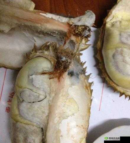 榴莲色斑让你流连忘返503：独特魅力呈现